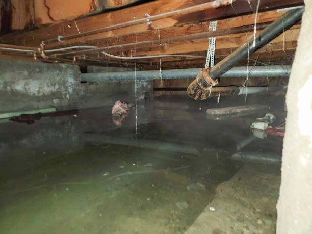 Best Professional water damage repair  in Linda, CA